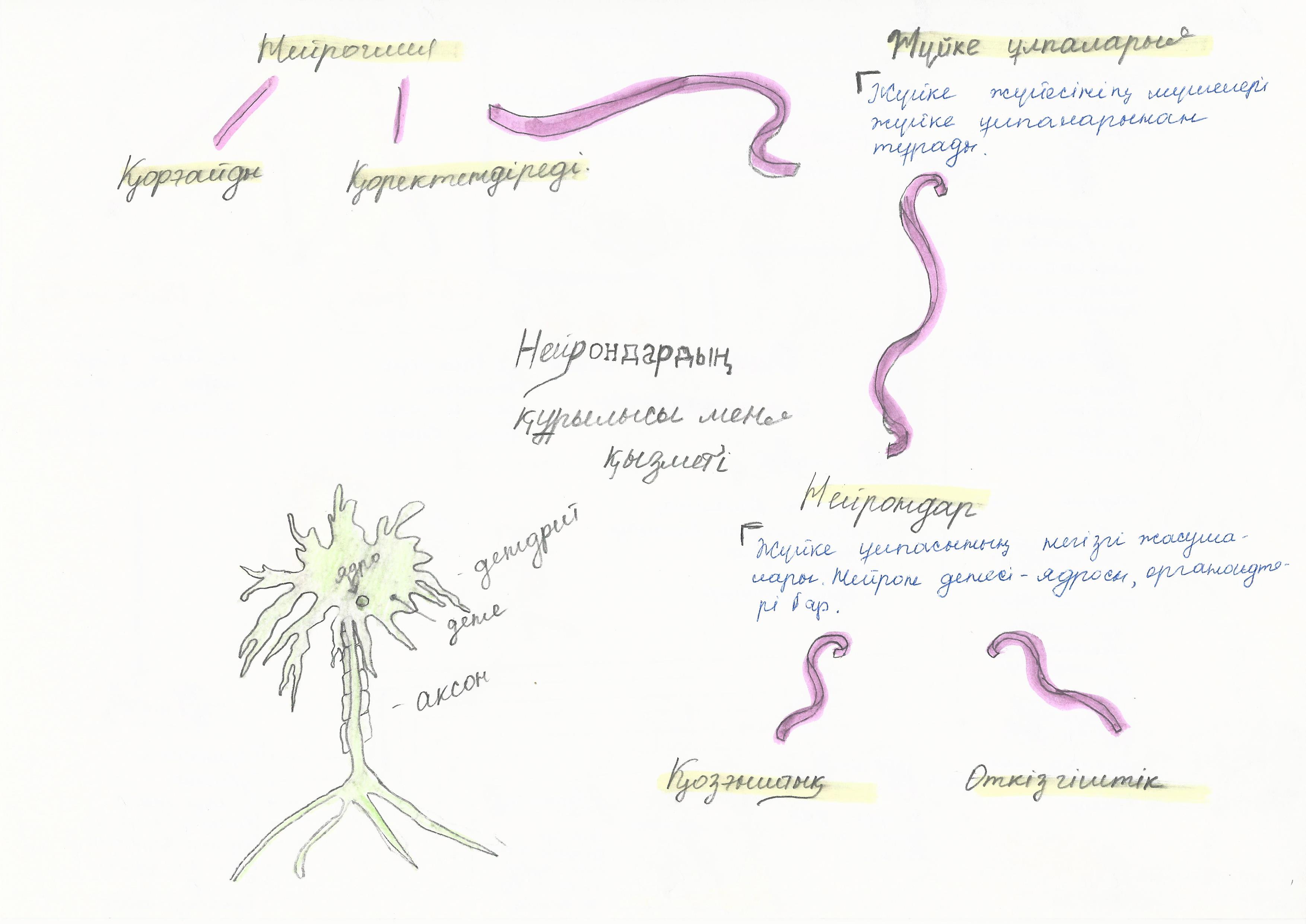 нейрондар